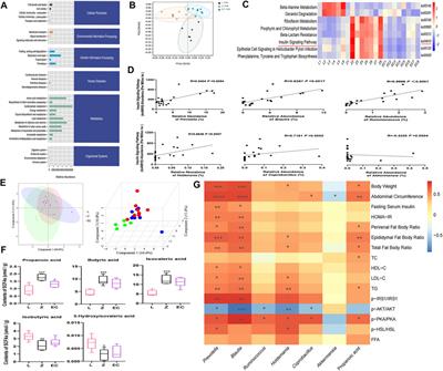 The Effects of Erchen Decoction on Gut Microbiota and Lipid Metabolism Disorders in Zucker Diabetic Fatty Rats